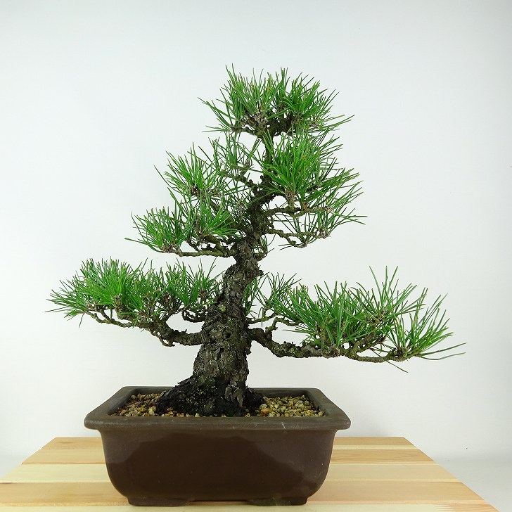 盆栽 松 黒松 樹高 約31cm くろまつ Pinus thunbergii クロマツ マツ科 常緑針葉樹 観賞用 現品