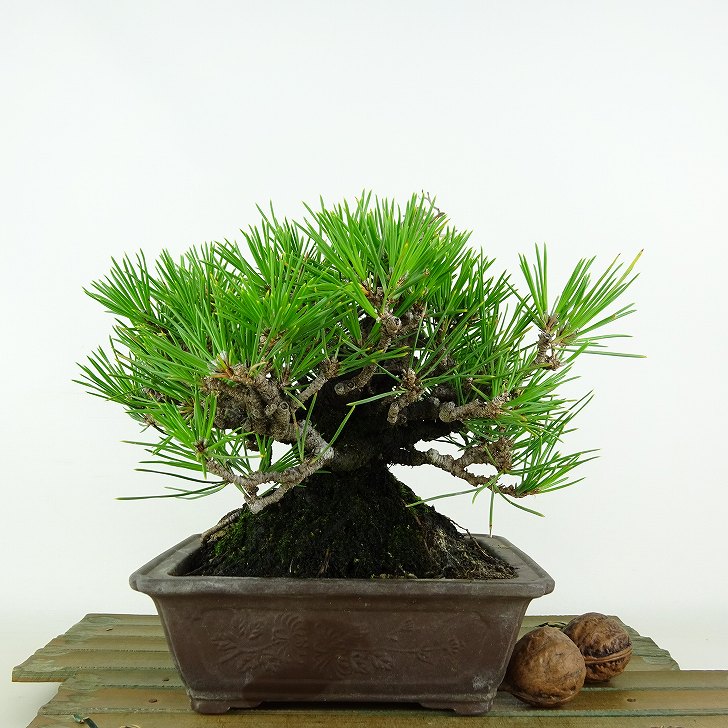 盆栽 松 黒松 樹高 約16cm くろまつ Pinus thunbergii クロマツ マツ科 常緑針葉樹 観賞用 小品 現品