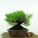 ~    16cm ܂ Pinus thunbergii N}c }c ΐjt Ϗܗp i i