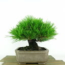 盆栽 松 黒松 樹高 約19cm くろまつ Pinus thunbergii クロマツ マツ科 常緑針葉樹 観賞用 小品 現品