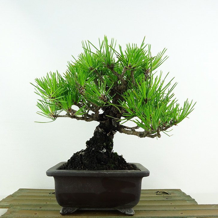 盆栽 松 黒松 樹高 約20cm くろまつ Pinus thunbergii クロマツ マツ科 常緑針葉樹 観賞用 小品 現品 1