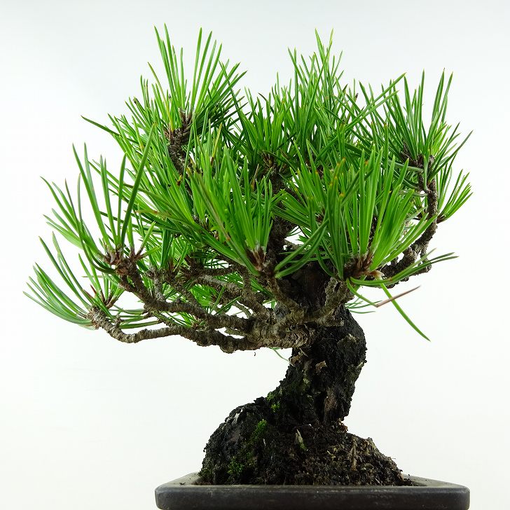 盆栽 松 黒松 樹高 約20cm くろまつ Pinus thunbergii クロマツ マツ科 常緑針葉樹 観賞用 小品 現品 2