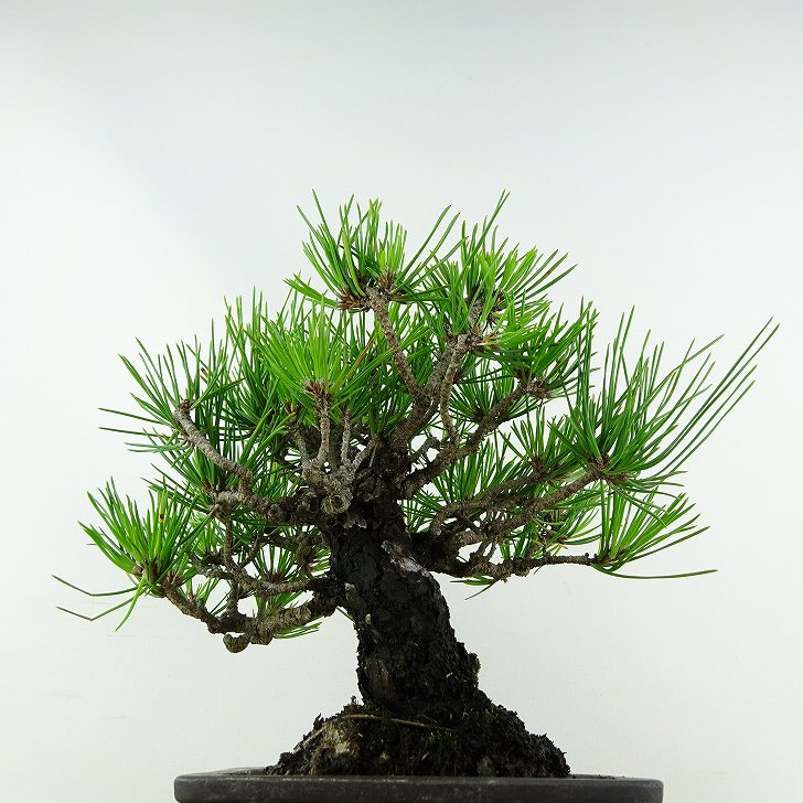 盆栽 松 黒松 樹高 約20cm くろまつ Pinus thunbergii クロマツ マツ科 常緑針葉樹 観賞用 小品 現品 3