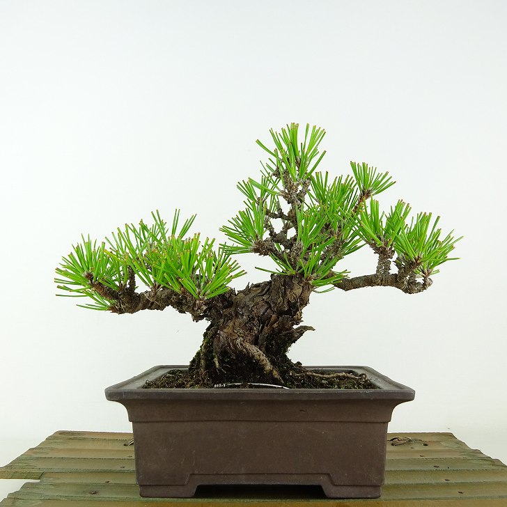 盆栽 松 黒松 瑞宝 樹高 約15cm くろまつ Pinus thunbergii クロマツ マツ科 常緑針葉樹 観賞用 小品 現品