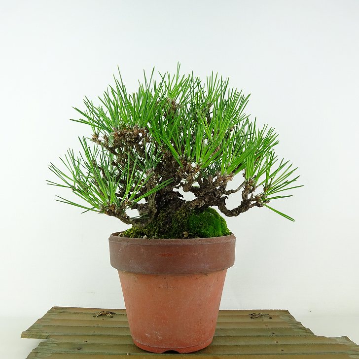 盆栽 松 黒松 樹高 約17cm くろまつ Pinus thunbergii クロマツ マツ科 常緑針葉樹 観賞用 小品 現品