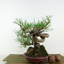 ~    18cm ܂ Pinus thunbergii N}c }c ΐjt Ϗܗp i i 