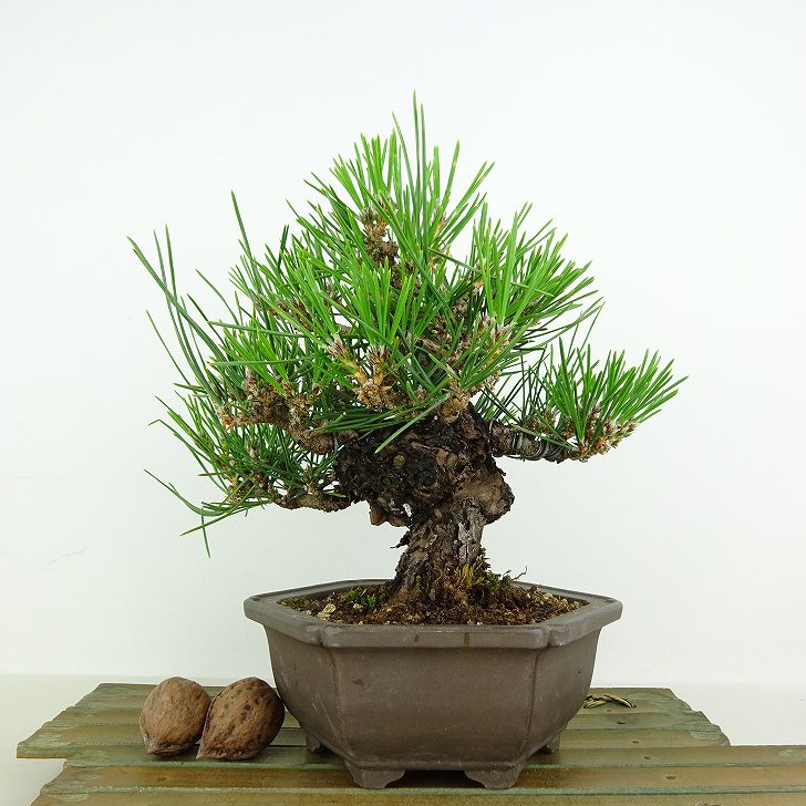 盆栽 松 黒松 瑞宝 樹高 約18cm くろまつ Pinus thunbergii クロマツ マツ科 常緑針葉樹 観賞用 小品 現品