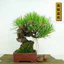 盆栽 松 黒松 樹高 約20cm くろまつ 高級盆栽 Pinus thunbergii クロマツ マツ科 常緑針葉樹 観賞用 小品 現品