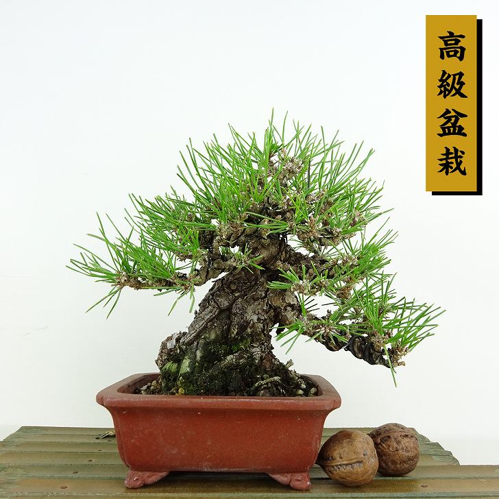 盆栽 松 黒松 樹高 約16cm くろまつ 高級盆栽 Pinus thunbergii クロマツ マツ科 常緑針葉樹 観賞用 小品 現品