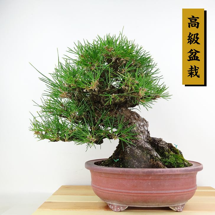 盆栽 松 黒松 樹高 約27cm くろまつ 高級盆栽 Pinus thunbergii クロマツ マツ科 常緑針葉樹 観賞用 現品
