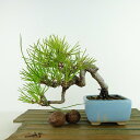 盆栽 松 黒松 樹高 上下 約15cm くろまつ Pinus thunbergii クロマツ マツ科 常緑針葉樹 観賞用 小品 現品 送料無料