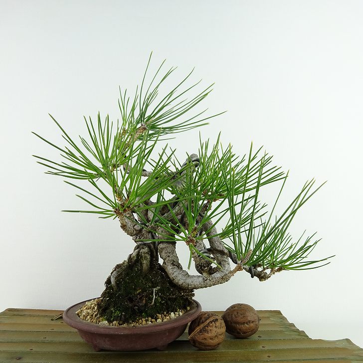 盆栽 松 黒松 樹高 約23cm くろまつ Pinus thunbergii クロマツ マツ科 常緑針葉樹 観賞用 現品 送料無料