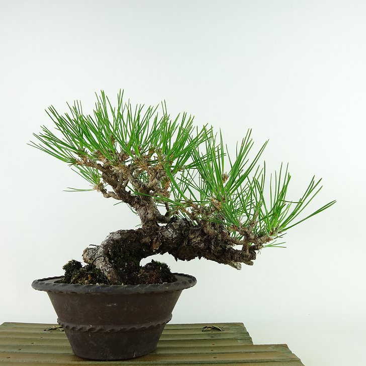 盆栽 松 黒松 樹高 約20cm くろまつ Pinus thunbergii クロマツ マツ科 常緑針葉樹 観賞用 小品 現品 送料無料