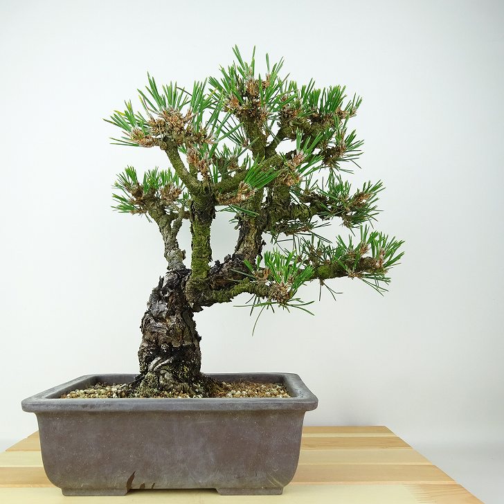 盆栽 松 黒松 千寿丸 樹高 約26cm くろまつ Pinus thunbergii クロマツ マツ科 常緑針葉樹 観賞用 現品 送料無料