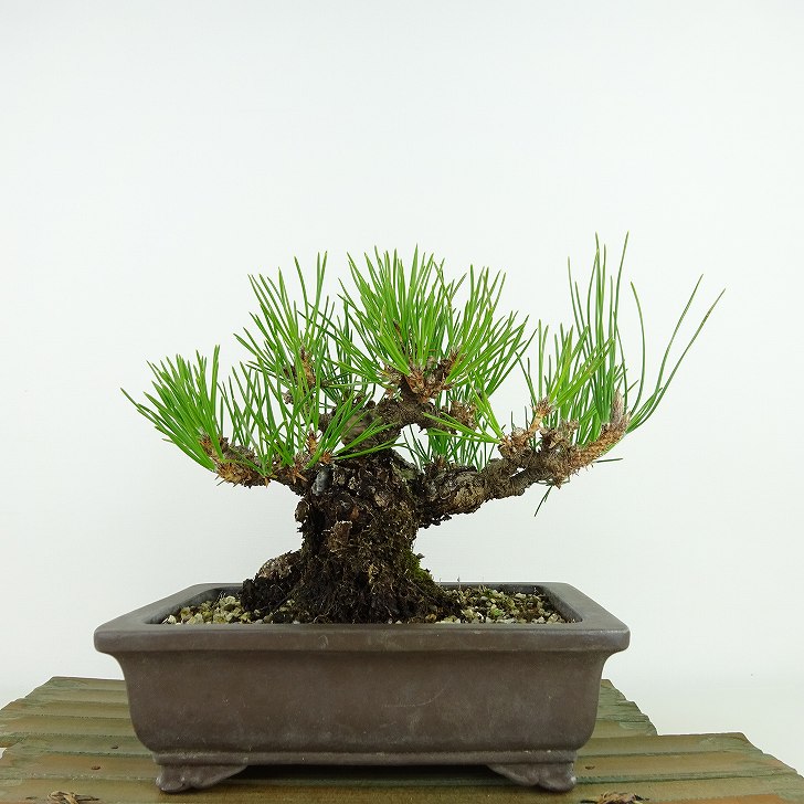 盆栽 松 黒松 樹高 約15cm くろまつ Pinus thunbergii クロマツ マツ科 常緑針葉樹 観賞用 小品 現品