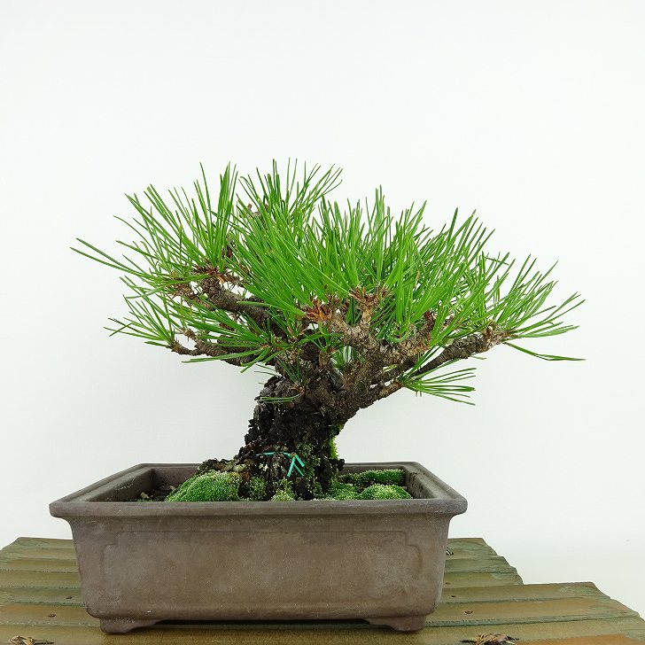 盆栽 松 黒松 樹高 約16cm くろまつ Pinus thunbergii クロマツ マツ科 常緑針葉樹 観賞用 小品 現品