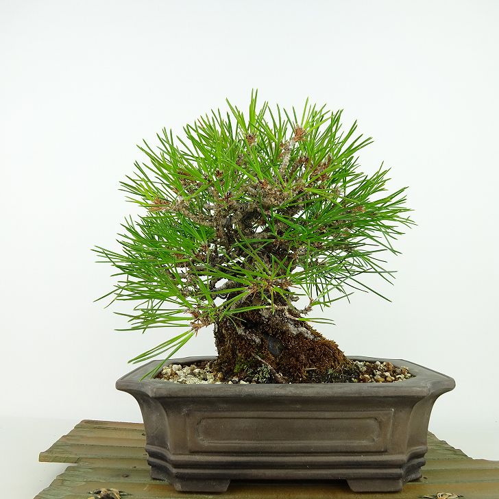 盆栽 松 黒松 樹高 約17cm くろまつ Pinus thunbergii クロマツ 石付き マツ科 常緑針葉樹 観賞用 小品 現品