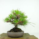 ~    20cm ܂ Pinus thunbergii N}c }c ΐjt Ϗܗp i i