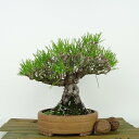 盆栽 松 黒松 樹高 約18cm くろまつ Pinus thunbergii クロマツ マツ科 常緑針葉樹 観賞用 小品 現品