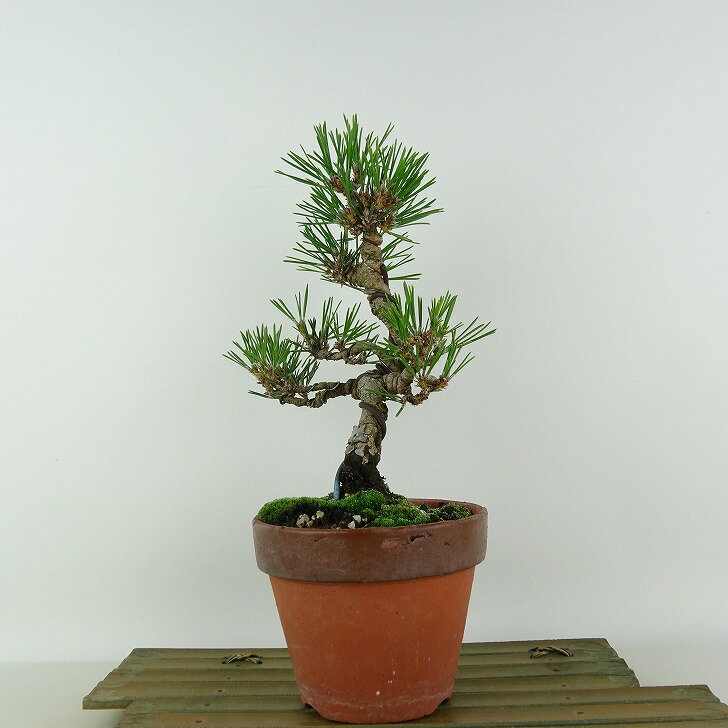 盆栽 松 黒松 樹高 約23cm くろまつ Pinus thunbergii クロマツ マツ科 常緑針葉樹 観賞用 現品 送料無料