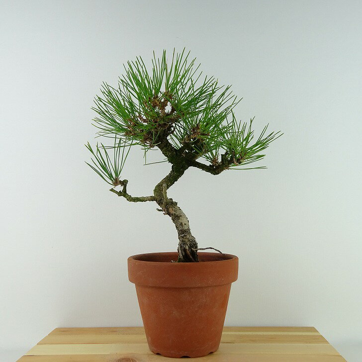 盆栽 松 黒松 樹高 約27cm くろまつ Pinus thunbergii クロマツ マツ科 常緑針葉樹 観賞用 現品 送料無料