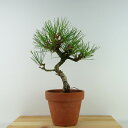 ~    27cm ܂ Pinus thunbergii N}c }c ΐjt Ϗܗp i 