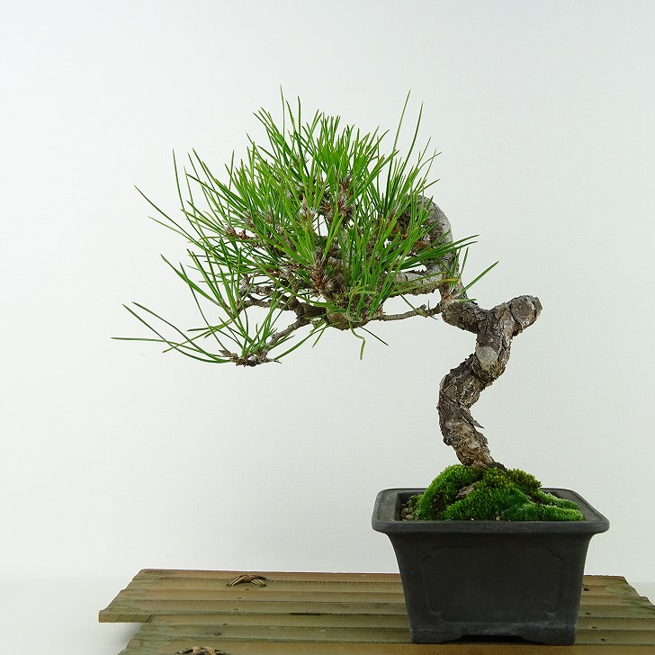 盆栽 松 黒松 樹高 約24cm くろまつ Pinus thunbergii クロマツ マツ科 常緑針葉樹 観賞用 現品 送料無料