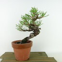 ~    21cm ܂ Pinus thunbergii N}c }c ΐjt Ϗܗp i 
