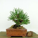 盆栽 松 黒松 樹高 約14cm くろまつ Pinus thunbergii クロマツ マツ科 常緑針葉樹 観賞用 小品 現品