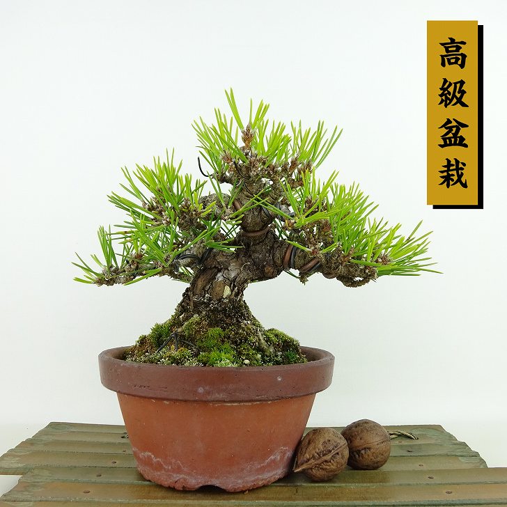 盆栽 松 黒松 樹高 約15cm くろまつ 高級盆栽 Pinus thunbergii クロマツ マツ科 常緑針葉樹 観賞用 小品 現品