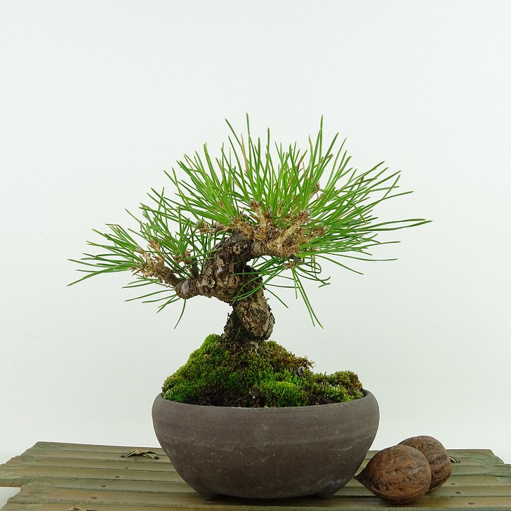 盆栽 松 黒松 樹高 約14cm くろまつ Pinus thunbergii クロマツ マツ科 常緑針葉樹 観賞用 小品 現品