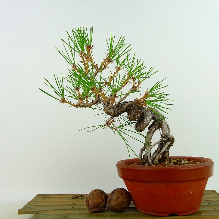 盆栽 松 黒松 樹高 約19cm くろまつ Pinus thunbergii クロマツ 根上り マツ科 常緑針葉樹 観賞用 小品 現品 送料無料