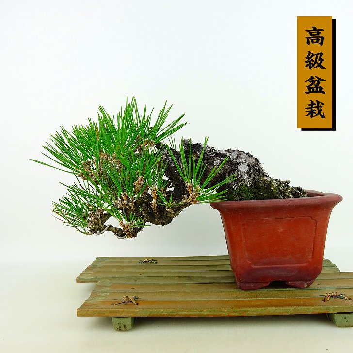 盆栽 松 黒松 樹高 上下 約17cm くろまつ 高級盆栽 Pinus thunbergii クロマツ マツ科 常緑針葉樹 観賞用 小品 現品