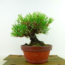 盆栽 松 黒松 樹高 約16cm くろまつ Pinus thunbergii クロマツ マツ科 常緑針葉樹 観賞用 小品 現品
