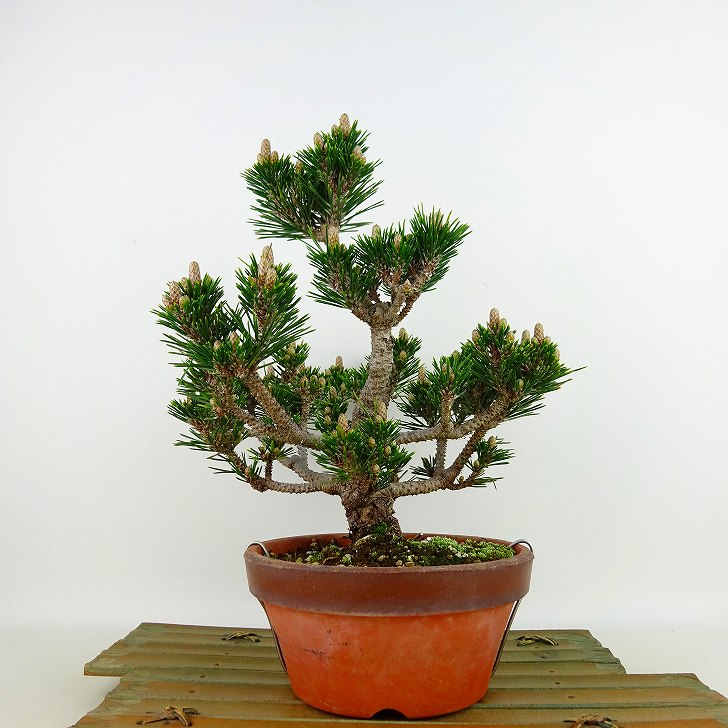 盆栽 松 黒松 樹高 約24cm くろまつ Pinus thunbergii クロマツ 八房 マツ科 常緑針葉樹 観賞用 現品 送料無料