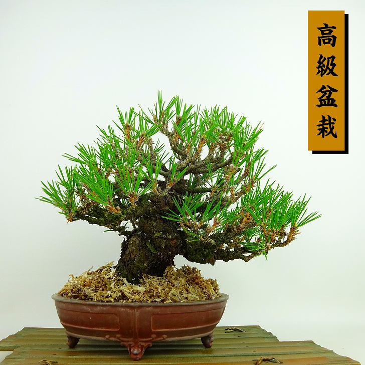 盆栽 松 黒松 樹高 約20cm くろまつ 高級盆栽 Pinus thunbergii クロマツ マツ科 常緑針葉樹 観賞用 小品 現品