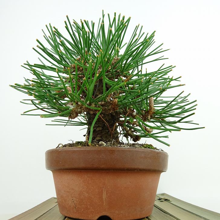 盆栽 松 黒松 樹高 約14cm くろまつ Pinus thunbergii クロマツ マツ科 常緑針葉樹 観賞用 小品 現品 2