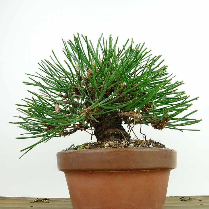 盆栽 松 黒松 樹高 約14cm くろまつ Pinus thunbergii クロマツ マツ科 常緑針葉樹 観賞用 小品 現品 3