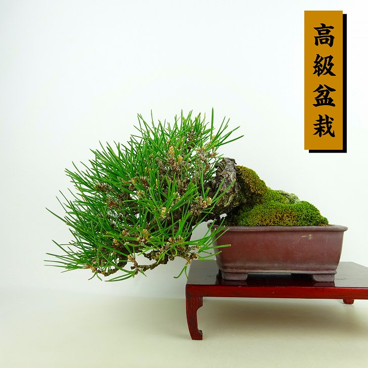 盆栽 松 黒松 樹高 上下 約16cm くろまつ 高級盆栽 Pinus thunbergii クロマツ マツ科 常緑針葉樹 観賞用 小品 現品