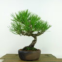 盆栽 松 黒松 樹高 約23cm くろまつ Pinus thunbergii クロマツ 八房 マツ科 常緑針葉樹 観賞用 現品 送料無料