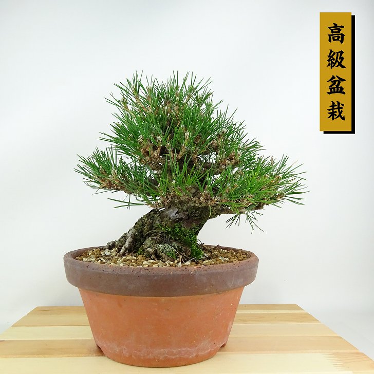 盆栽 松 黒松 樹高 約20cm くろまつ 高級盆栽 Pinus thunbergii クロマツ マツ科 常緑針葉樹 観賞用 小品 現品