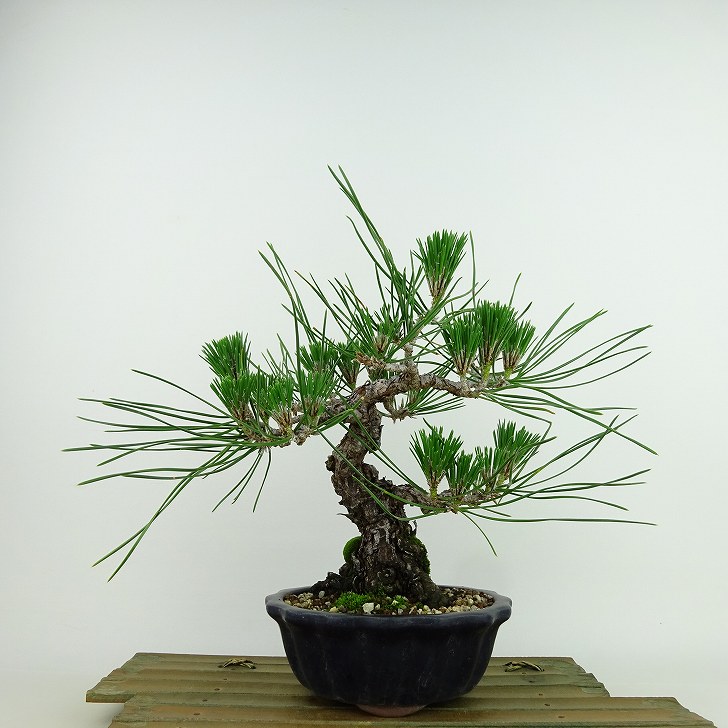 盆栽 松 黒松 樹高 約22cm くろまつ Pinus thunbergii クロマツ マツ科 常緑針葉樹 観賞用 現品 送料無料