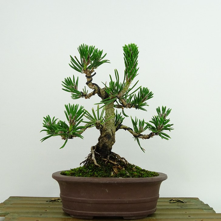 盆栽 松 黒松 寸松 樹高 約16cm くろまつ Pinus thunbergii クロマツ 寸松 マツ科 常緑針葉樹 観賞用 小品 現品 送料無料