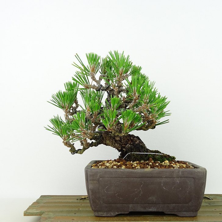 盆栽 松 黒松 樹高 約16cm くろまつ Pinus thunbergii クロマツ マツ科 常緑針葉樹 観賞用 小品 現品