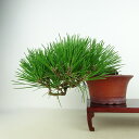 盆栽 松 黒松 樹高 上下 約17cm くろまつ Pinus thunbergii クロマツ マツ科 常緑針葉樹 観賞用 小品 現品
