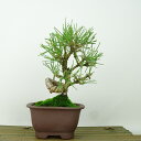 盆栽 松 黒松 樹高 約16cm くろまつ Pinus thunbergii クロマツ マツ科 常緑針葉樹 観賞用 小品 現品 送料無料