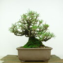 盆栽 松 黒松 樹高 約19cm くろまつ Pinus thunbergii クロマツ マツ科 常緑針葉樹 観賞用 小品 現品