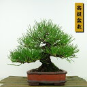 盆栽 松 黒松 樹高 約16cm くろまつ 高級盆栽 Pinus thunbergii クロマツ マツ科 常緑針葉樹 観賞用 小品 現品