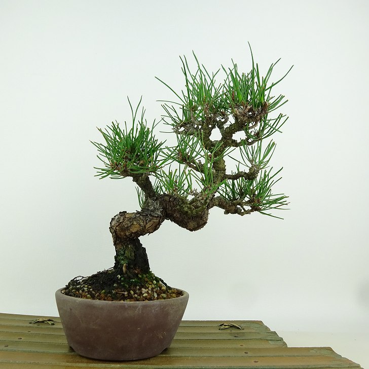 盆栽 松 黒松 樹高 約20cm くろまつ Pinus thunbergii クロマツ マツ科 常緑針葉樹 観賞用 小品 現品 ..