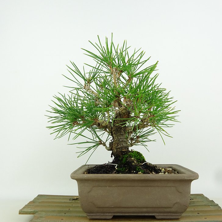盆栽 松 黒松 樹高 約18cm くろまつ Pinus thunbergii クロマツ マツ科 常緑針葉樹 観賞用 小品 現品 ..